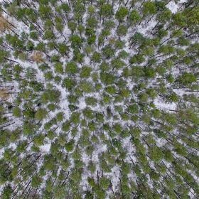 usługi dronem - Leśnictwo, monitoring lasów